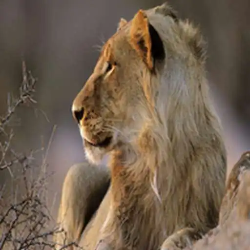 Play Animal Sounds Of The Wild APK Play Animal Sounds Of The Wild APK