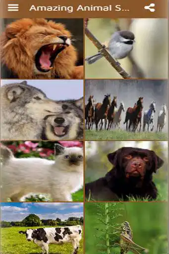 Play Animal Sounds Of The Wild  and enjoy Animal Sounds Of The Wild with UptoPlay