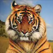 Free play online Animal Sounds Photo Animation APK Free play online Animal Sounds Photo Animation APK