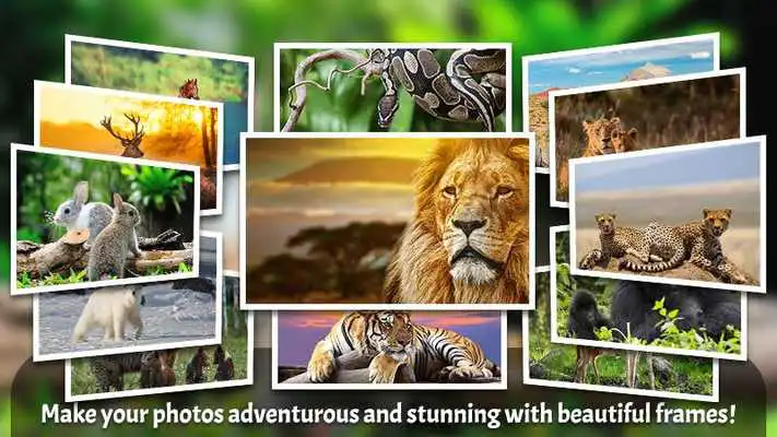 Play Animals Photo Frames Master