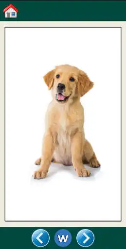 Play Animals picture cards as an online game Animals picture cards with UptoPlay
