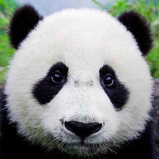 Free play online Animals Quiz - Learn All Mammals, Birds and more! APK Free play online Animals Quiz - Learn All Mammals, Birds and more! APK