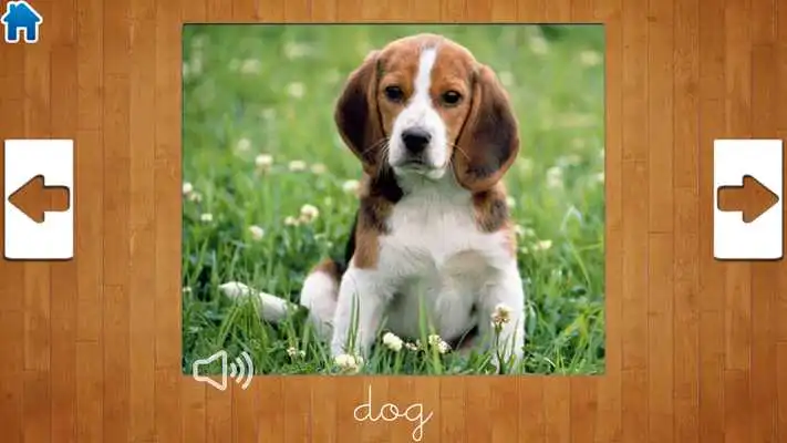 Play Animals Play Animals