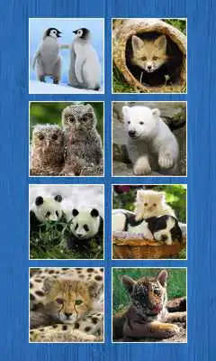 Play Animals Slide Puzzles