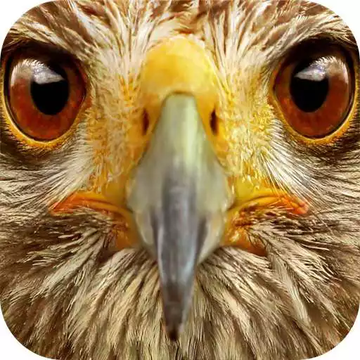 Free play online Animals Sound Box PRO APK Free play online Animals Sound Box PRO APK