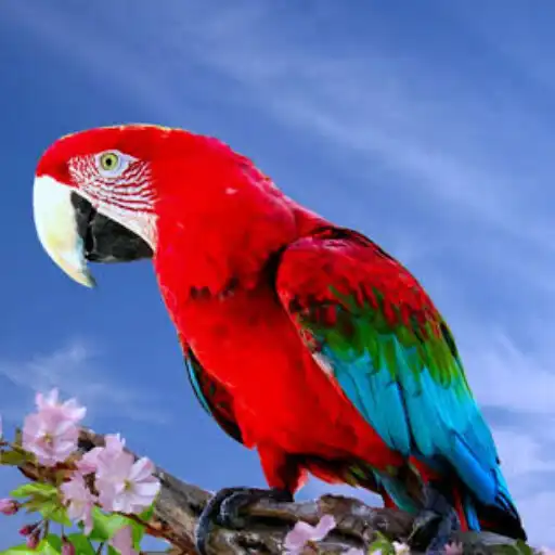 Play ANIMALS SOUND - FUN APK