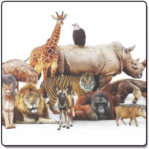 Free play online Animals Sounds APK Free play online Animals Sounds APK