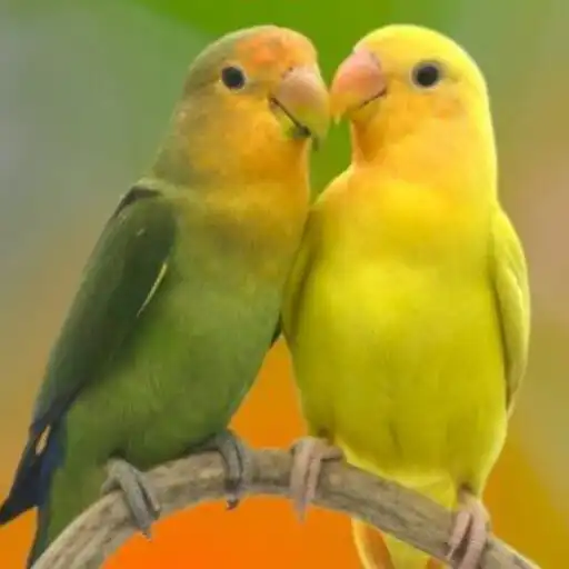 Play Animals sounds  ringtones APK