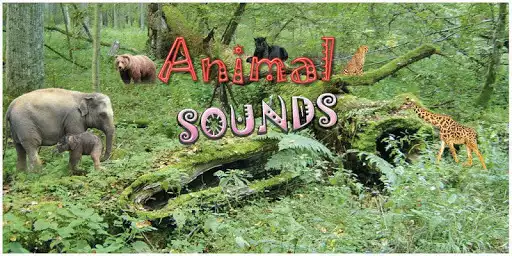 Play Animals sounds  and enjoy Animals sounds with UptoPlay