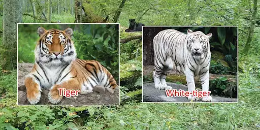 Play Animals sounds as an online game Animals sounds with UptoPlay