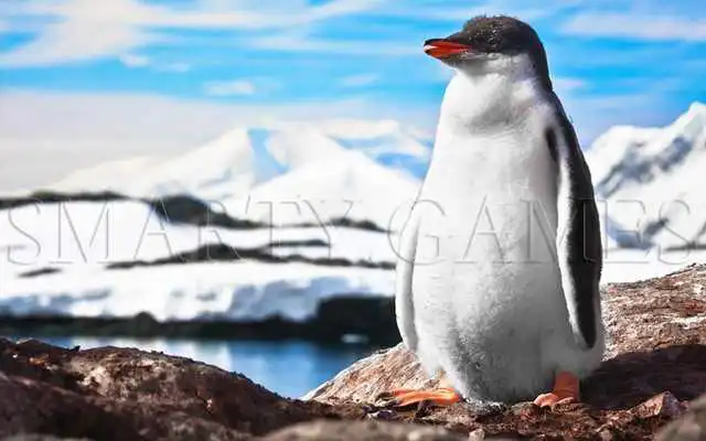 Play Animals Tile Puzzle