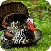 Free play online Animals. Turkey bird APK Free play online Animals. Turkey bird APK