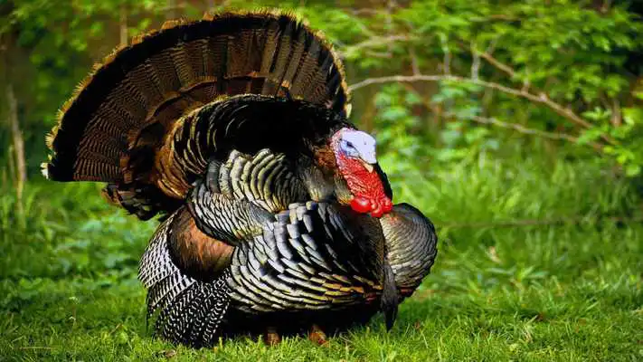 Play Animals. Turkey bird