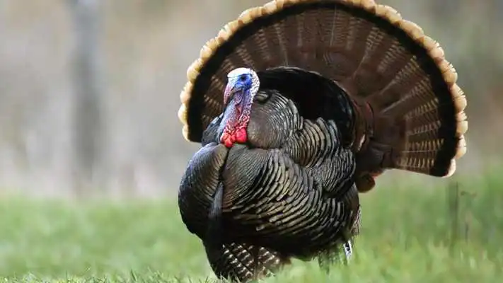 Play Animals. Turkey bird