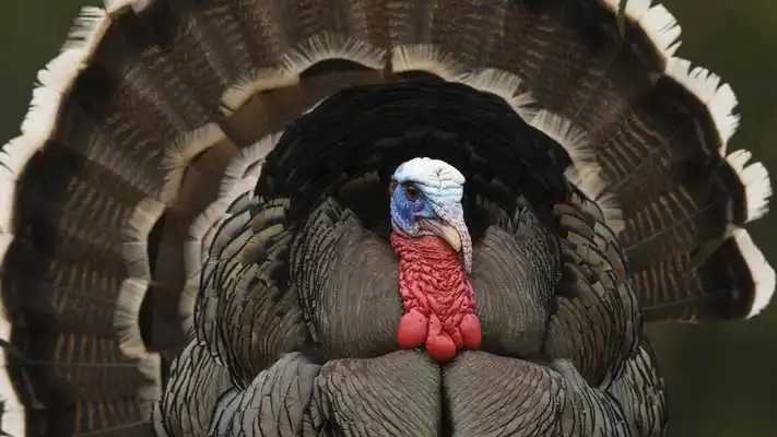 Play Animals. Turkey bird