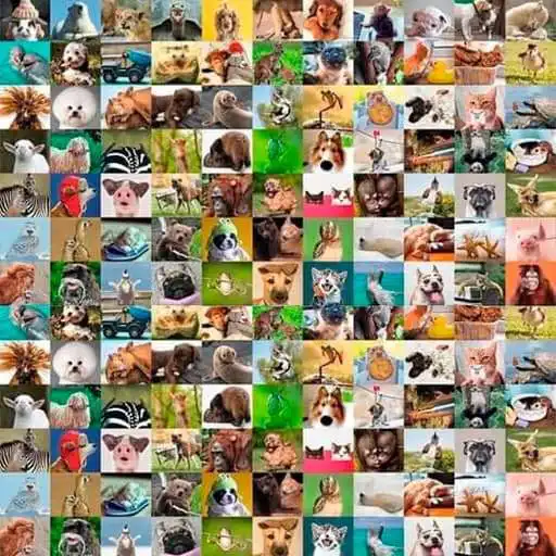 Play Animals Wallpaper App APK