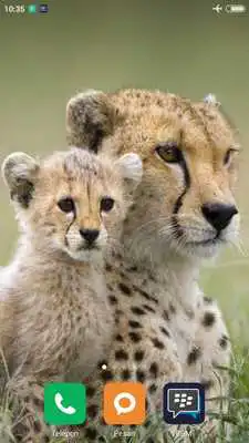 Play Animals Wallpaper QHD