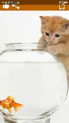 Play Animals Wallpaper QHD