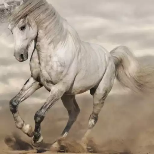 Play Animals Wallpapers APK Play Animals Wallpapers APK