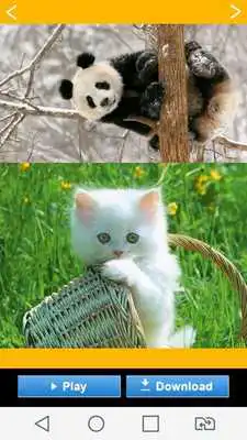 Play Animal Wallpaper 2016 Play Animal Wallpaper 2016