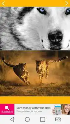 Play Animal Wallpaper 2016 Play Animal Wallpaper 2016