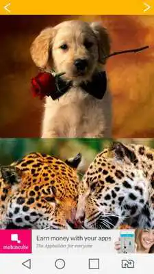 Play Animal Wallpaper 2016 Play Animal Wallpaper 2016