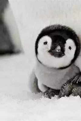 Play Animal Wallpapers App Play Animal Wallpapers App