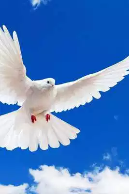 Play Animal Wallpapers App Play Animal Wallpapers App
