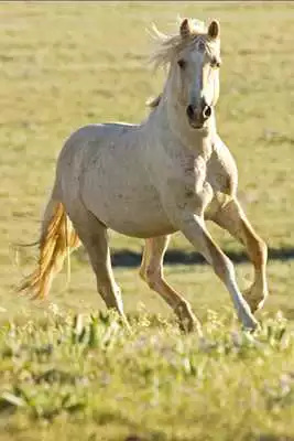 Play Animal Wallpapers App Play Animal Wallpapers App
