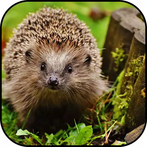 Free play online Animal Wallpapers APK Free play online Animal Wallpapers APK