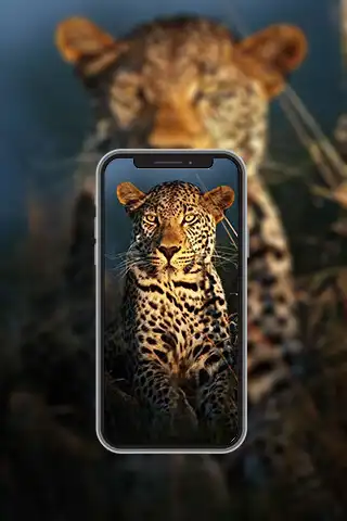 Play Animal Wallpapers in4K,HD  and enjoy Animal Wallpapers in4K,HD with UptoPlay