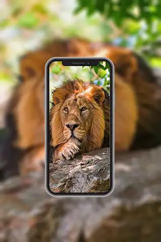 Play Animal Wallpapers in4K,HD as an online game Animal Wallpapers in4K,HD with UptoPlay