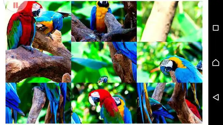 Play Animal World Puzzles