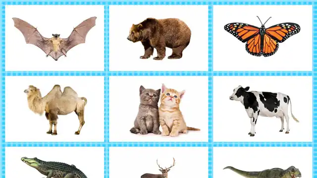 Play Animal Zone: Kids Learn Animal as an online game Animal Zone: Kids Learn Animal with UptoPlay
