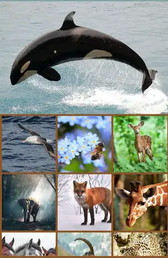 Play Animal zoo waaw  and enjoy Animal zoo waaw with UptoPlay