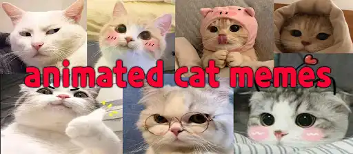 Play Animated Cat Memes - WASticker  and enjoy Animated Cat Memes - WASticker with UptoPlay