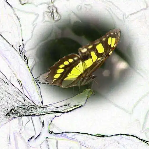 Play Animated drawing butterfly APK