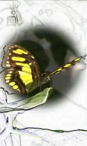 Play Animated drawing butterfly as an online game Animated drawing butterfly with UptoPlay