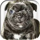 Free play online Animation Puppy Live Wallpaper APK