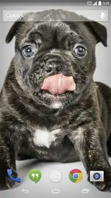 Play Animation Puppy Live Wallpaper