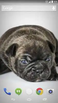 Play Animation Puppy Live Wallpaper