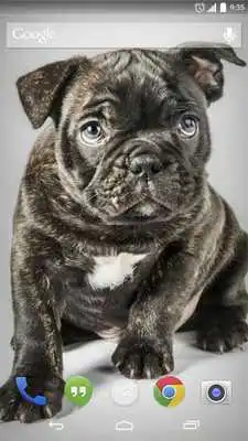 Play Animation Puppy Live Wallpaper