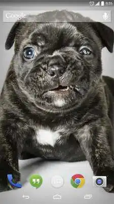 Play Animation Puppy Live Wallpaper