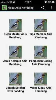Play Anis Kembang Chirping