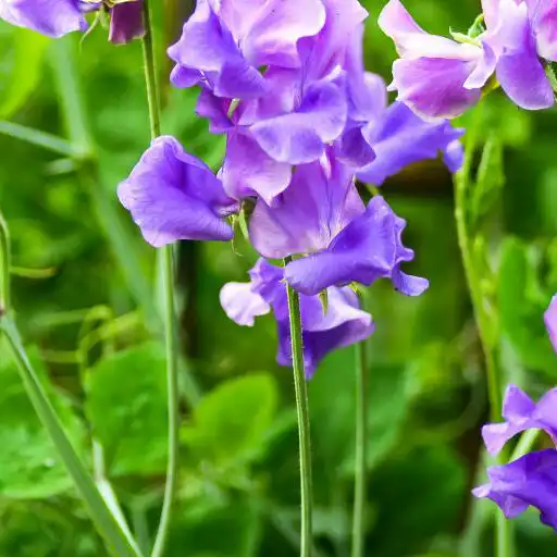 Play Annual Flowers Color APK Play Annual Flowers Color APK
