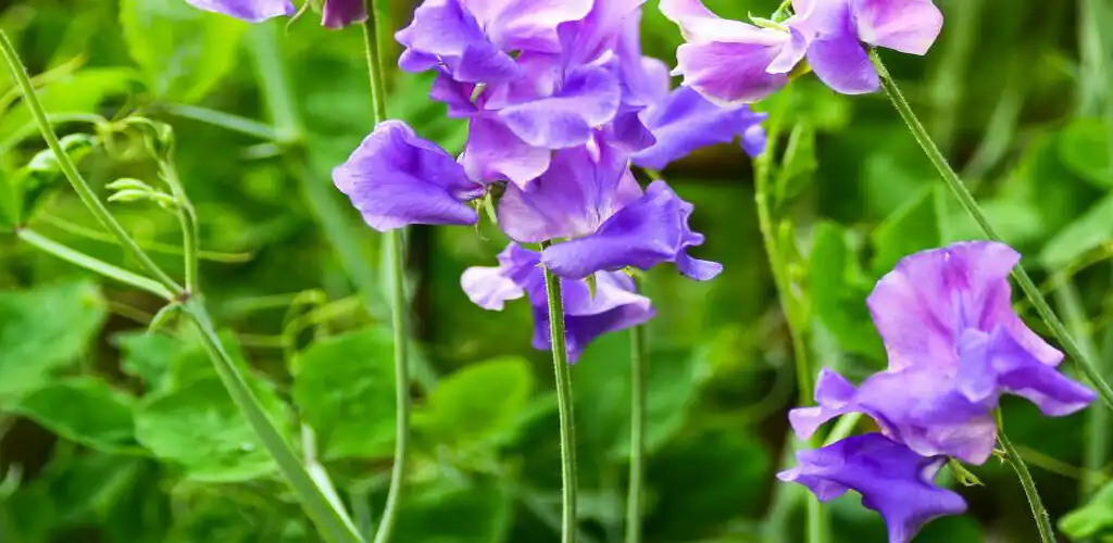 Play Annual Flowers Color  and enjoy Annual Flowers Color with UptoPlay