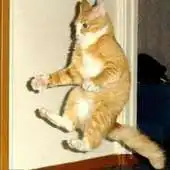 Free play online Another LolCat Compilation LWP APK