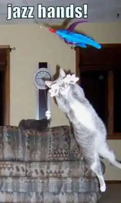Play Another LolCat Compilation LWP Play Another LolCat Compilation LWP