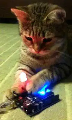 Play Another LolCat Compilation LWP Play Another LolCat Compilation LWP
