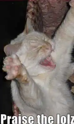 Play Another LolCat Compilation LWP Play Another LolCat Compilation LWP